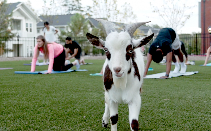 A goat stands in the foreground while people practice yoga on mats in the background.